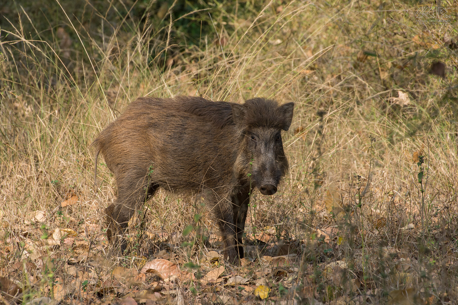 Bandhavgarh - Wild zwijn  Stefan Cruysberghs